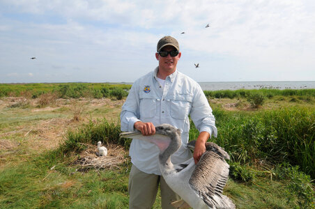 Biologist Robbie Callahan holds a Brown Pelican for tagging photo