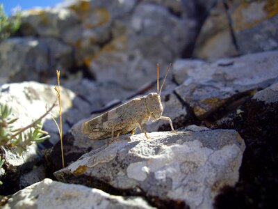 Desert locust insect grasshopper photo