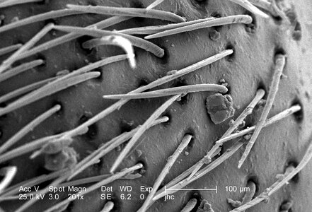 Ants female region