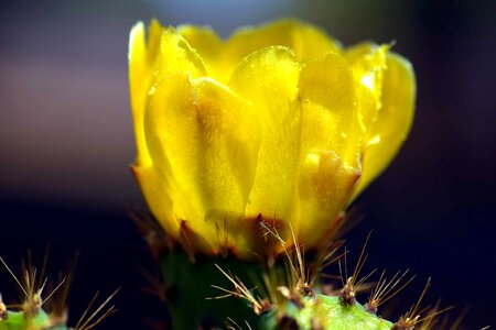 Beautiful Flowers blooming blossom photo