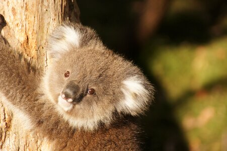 Lazy rest animal