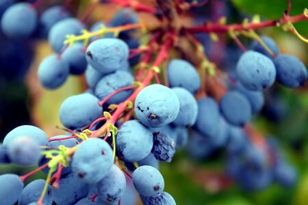 Agriculture autumn berry