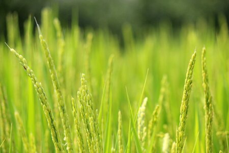 Ear of rice green fukushima