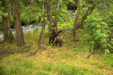 Animal bear grizzly photo