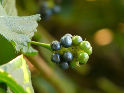 Drupes mature green