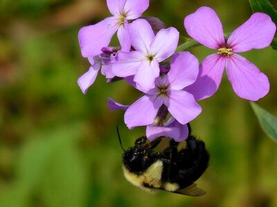 Natural floral plant photo