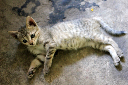 Baby Cat Kitten photo