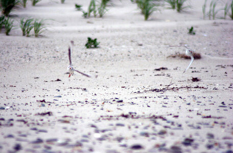 Piping Plovers photo