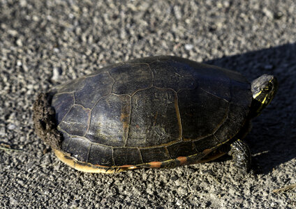 Turtle on the road