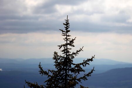 Branch cloud conifer photo