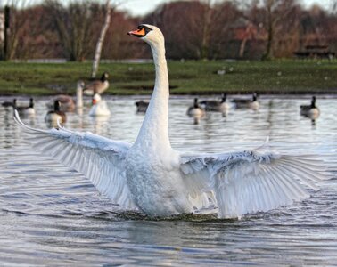Swan in the Water