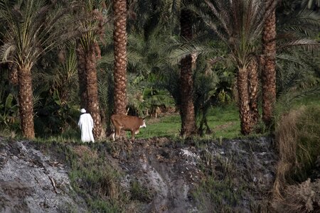 Rural cattle palm