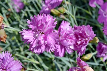 Carnation pistil spring time