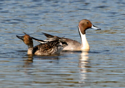 Northern Pintail pair photo