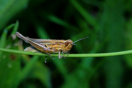 Animal arthropod beautiful image