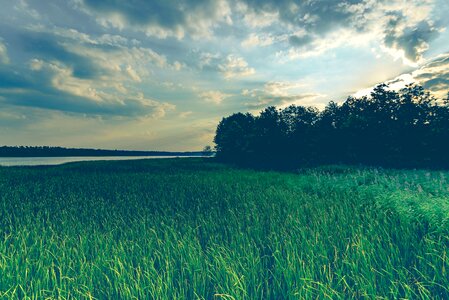 Dark Green field grass photo