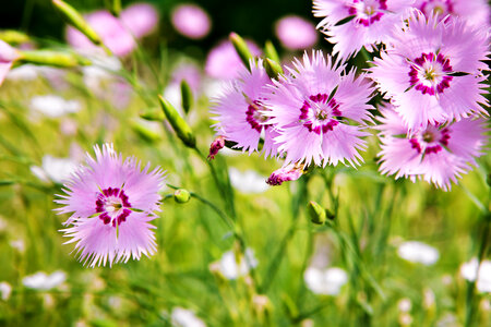 Purple Small Flowers photo
