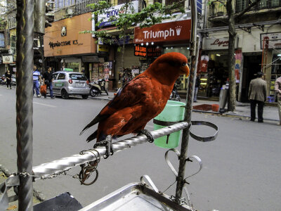 Chained Parrot on the Street in Hanoi, Vietnam photo
