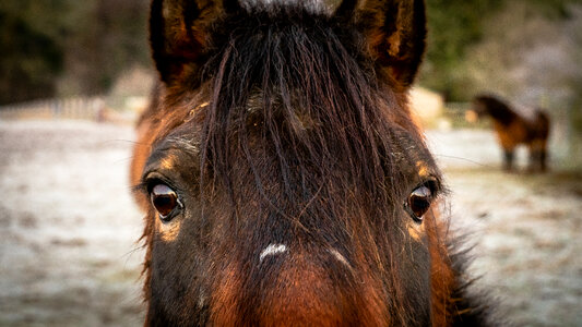 Horse Portrait Face photo