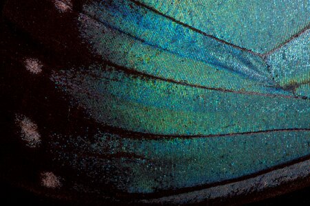 Amazon iridescent scale