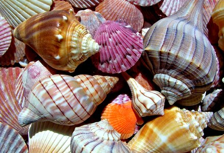 Marine shell rear