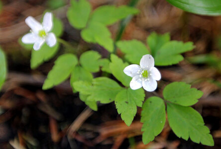 Anemone oregana