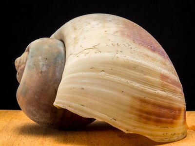 Shell snail close up