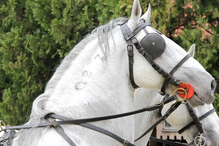 Collar head horse photo