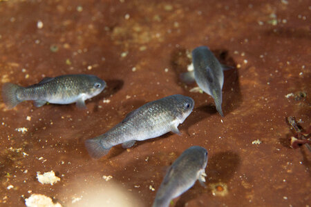 Captive Devils Hole pupfish-2