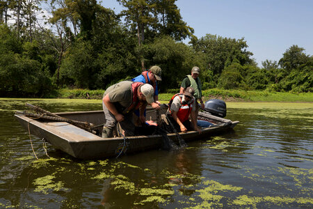 Alligator gar-2 photo