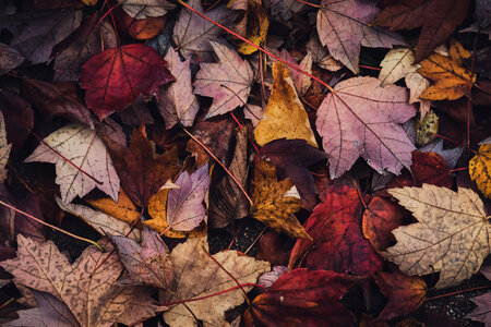 Autumn Leaves Background photo
