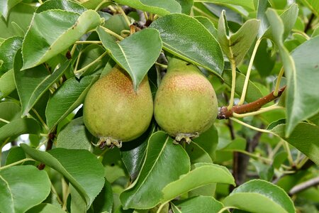 Orchard organic pear