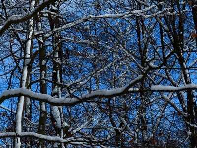 Branches aesthetic snow photo