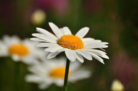 Daisy flower Free photos