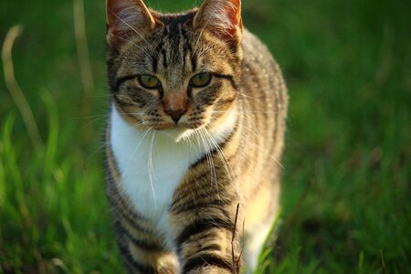 Animal cat claw