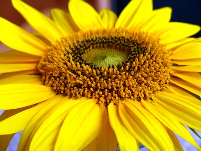 Blooming flower garden