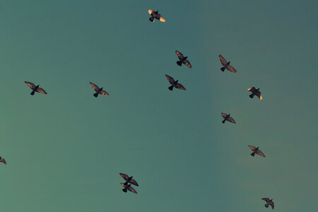 A Flock of Flying Birds photo