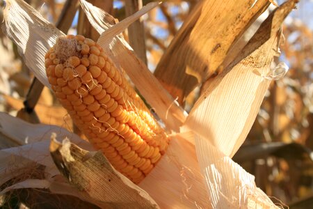 Crop rural farming photo