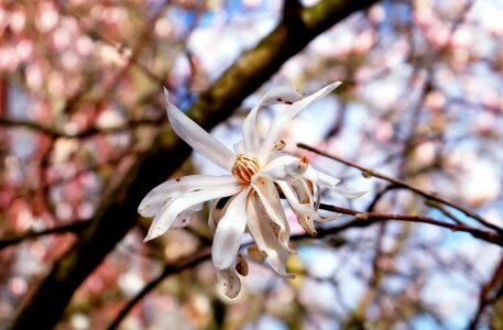 Beautiful Flowers blooming blossom