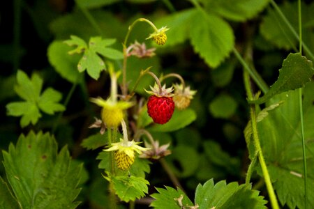 Strawberry berry sweet