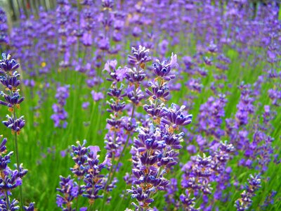 Summer flower field meadow photo