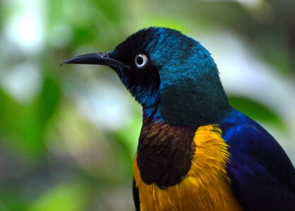 Exotic wildlife colorful photo