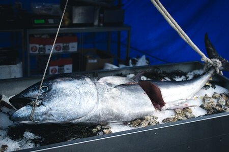 Tuna at a market photo