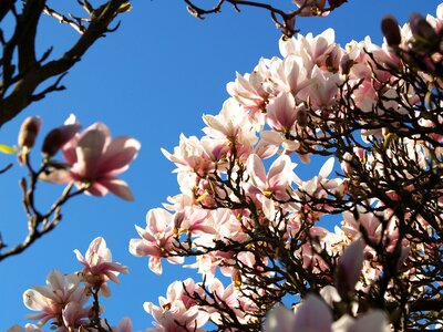 Flower spring colors