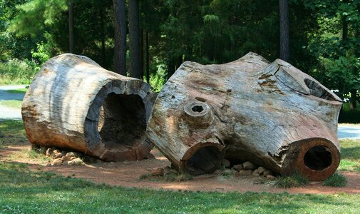 Poplar wood hollow tree photo