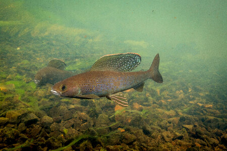 Arctic grayling-1 photo