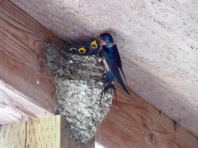 Barn Swallow photo