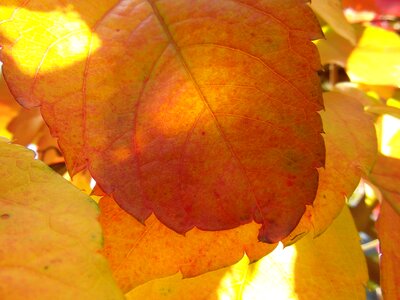 Orange bright translucent photo