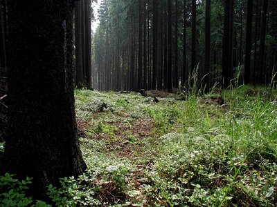 Forest  