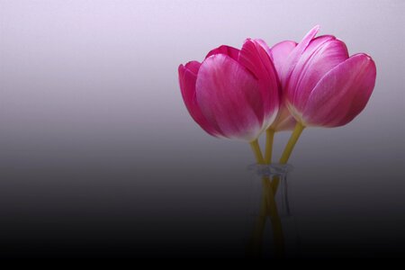 Nature flower birthday